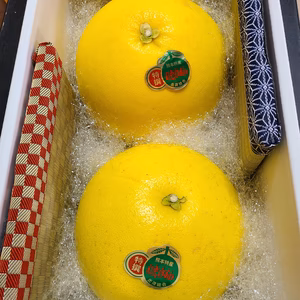 可愛い八代産ミニ畳つき！　熊本県八代特産ばんぺいゆ2玉セット 12月より発送