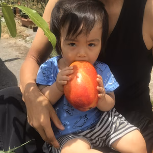 訳あり沖縄産完熟マンゴー