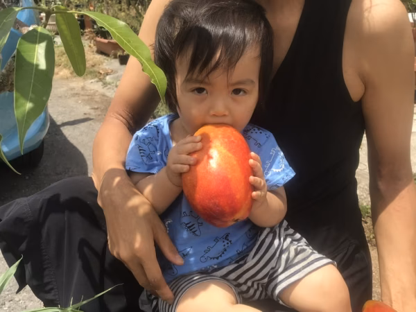 訳あり沖縄産完熟マンゴー