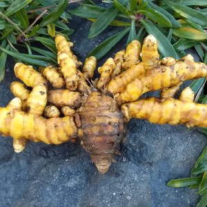 【農薬不使用】秋ウコン(ターメリック) ８００グラム