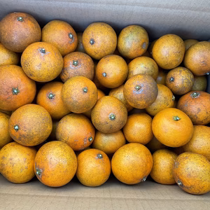 プリンスキヨミわけありジュース　小玉無農薬　自然肥料除草剤不使用　家庭用わけあり