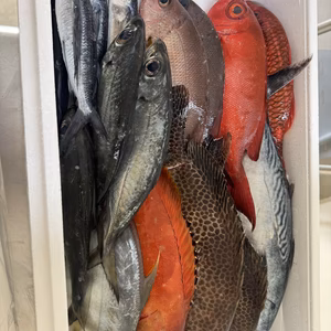 朝どれ6キロセット！！漁師直送