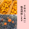 もうすぐ終了！！不知火　しらぬい　訳あり家庭用　5~10キロ★和歌山県産