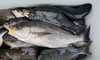 旬の魚をぜひ✨活け〆天然イサギ！獲れ次第発送です！