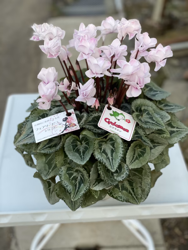 シクラメン　フェアリーシルエット