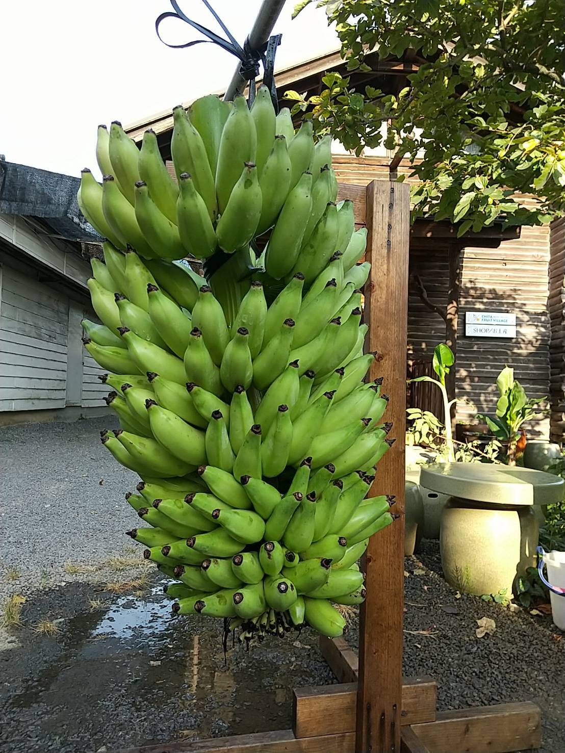 斑入りバナナ　黄斑入りドワーフナムワー(100cm )