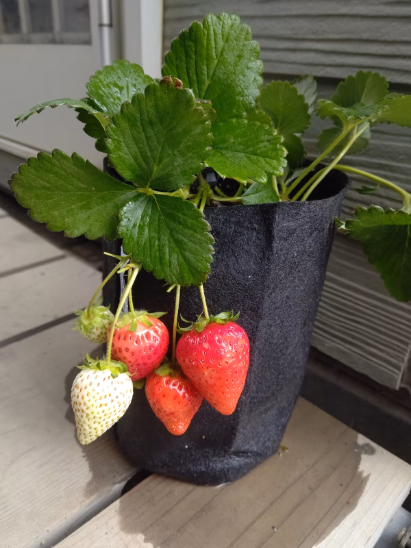 有機いちご苗（よつぼし）再生不織布ポット☆栽培の要点をまとめた資料と肥料付☆