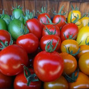 農楽園【おまかせ】トマトセット　４～６種類のトマト