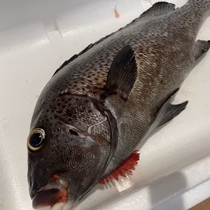 【魚突き】動画あり　アジアコショウダイ2.2kg 鱗、下処理済み