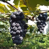 ●濃厚＆ジューシー！●キャンベル・アーリー　宮崎の旬・種あり黒ぶどう　
