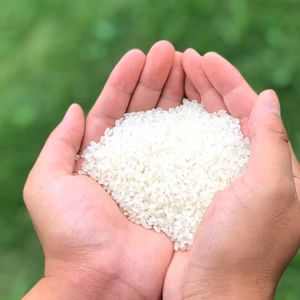 学園のコシヒカリ・ミルキークイーン白米お試しセット3kg/5kg