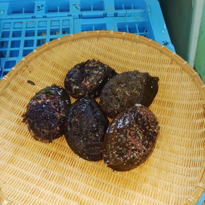 メガイアワビ
