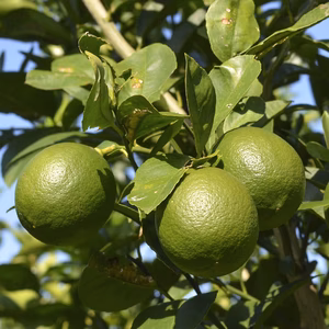 【栽培期間中農薬不使用】静岡県磐田市産 グリーンレモン（訳アリ品）
