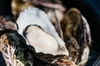 生食用殻付き牡蠣「ひがた美人」15個入