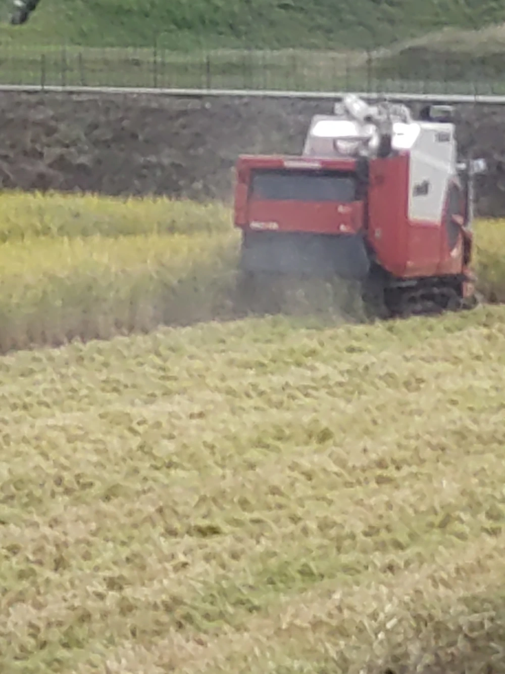 令和５年岡山県産ちょっと気になるひのひかり