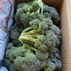 3/10,11,12,13限定！ブロッコリー超特価！農薬不使用！
