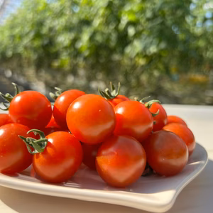 【パクッとおやつ感覚】あぽろん フルーツミニトマト 1kg