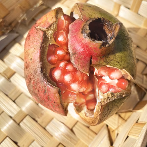 超希少な国産ザクロ（家庭用）