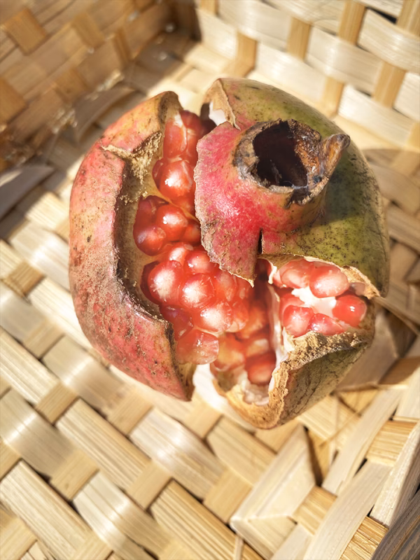 超希少な国産ザクロ（家庭用）