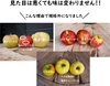 規格外や訳ありを集めた加工用りんご10kg　スムージーやお菓子作りにどうぞ！