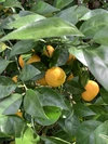 黄色い木熟【すだち】無農薬1kg 無消毒、農薬・化学肥料不使用、ノーワックス