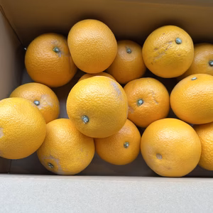 紀の川八朔　チョイ傷　M〜２L 　5k・10kg　お得です！