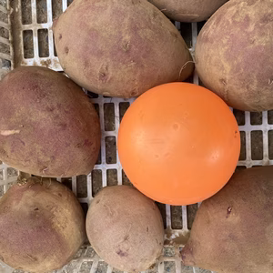 まん丸でも味は同じ❣️残り10箱‼️【 紅はるか 2.5kg～】
