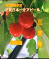 採れたて直送　さくらんぼ　佐藤錦　秋田県　湯沢市三関産　サクランボ　常温　関東　