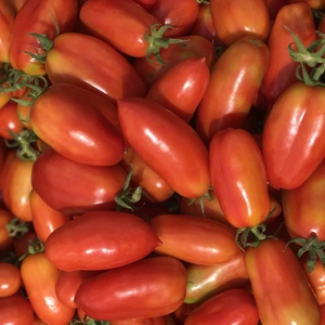 イタリアントマト サンマルツァーノ 約2kg 栽培期間中農薬不使用