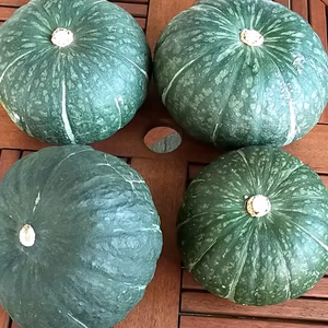 ★北海道産★化学農薬不使用カボチャ：栗カボチャお任せ4個のセット