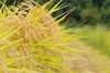 【2020年新年を美味しいお米で迎えましょう】環境保全米コシヒカリ　玄米