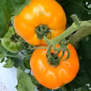【自然栽培】トマト 桃太郎ゴールド★農薬・肥料不使用｜大玉トマト