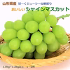 甘～くおいしいシャインマスカット1kg～1.2kg　 山形県産【予約販売】