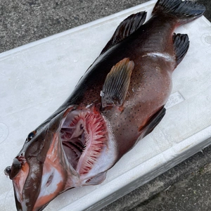 【魚突き】傷あり　スジアラ1.6kg 鱗、内臓処理済