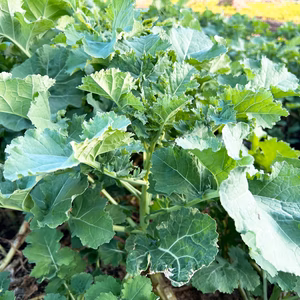 新潟のふるさとの味　冬菜(川流れ菜) 800g