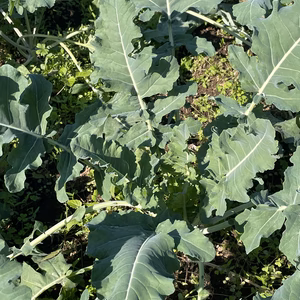 条件付き【お試し】葉っぱを食べる珍しいブロッコリー！ブロッコリーフ！