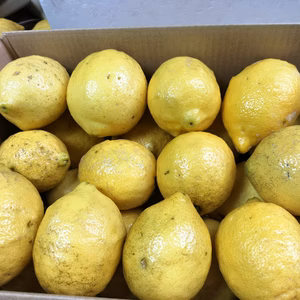 【訳あり】瀬戸内夏レモン(約4kg)約18〜20個入