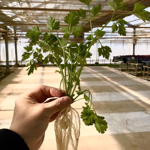 食べて良し！育てて良し！｢根付きイタリアンパセリ｣（無農薬）