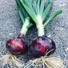 [農薬・化学肥料不使用]淡路島赤玉ねぎ約1㌔　極早生玉ねぎ3.5㌔