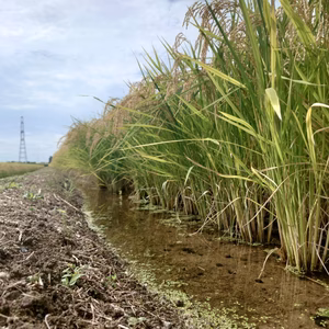 産地直送 令和7年度宮城県大崎産ひとめぼれ「環境保全米」