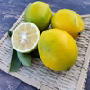 人気　皮までバリバリ食べれるレモン