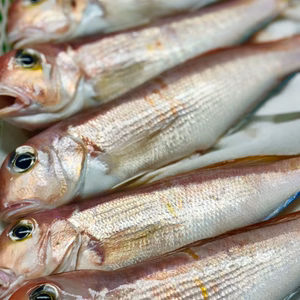 松笠揚げは最高‼️冷凍！高級魚！船上活け〆アマダイ　約1kg