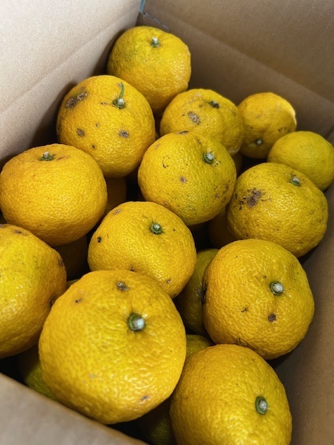 [季節限定] 訳あり家庭用 ゆず2正味kg(20個〜23個) 訳ありゆず正味1.8kg(24個〜28個)