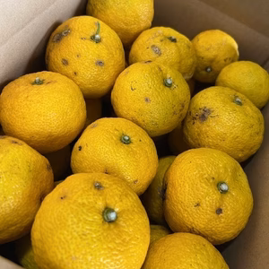 【季節限定】 訳あり家庭用　ゆず2正味㎏（20個〜23個）