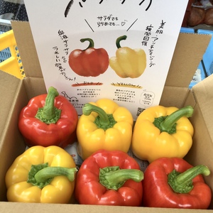 カスバード様専用！飛騨産！パプリカ3玉・酒どろぼう