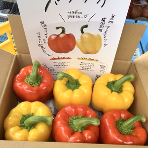 季節のみそ・パプリカセット！飛騨産！パプリカ　１５玉セット（赤・黄）
