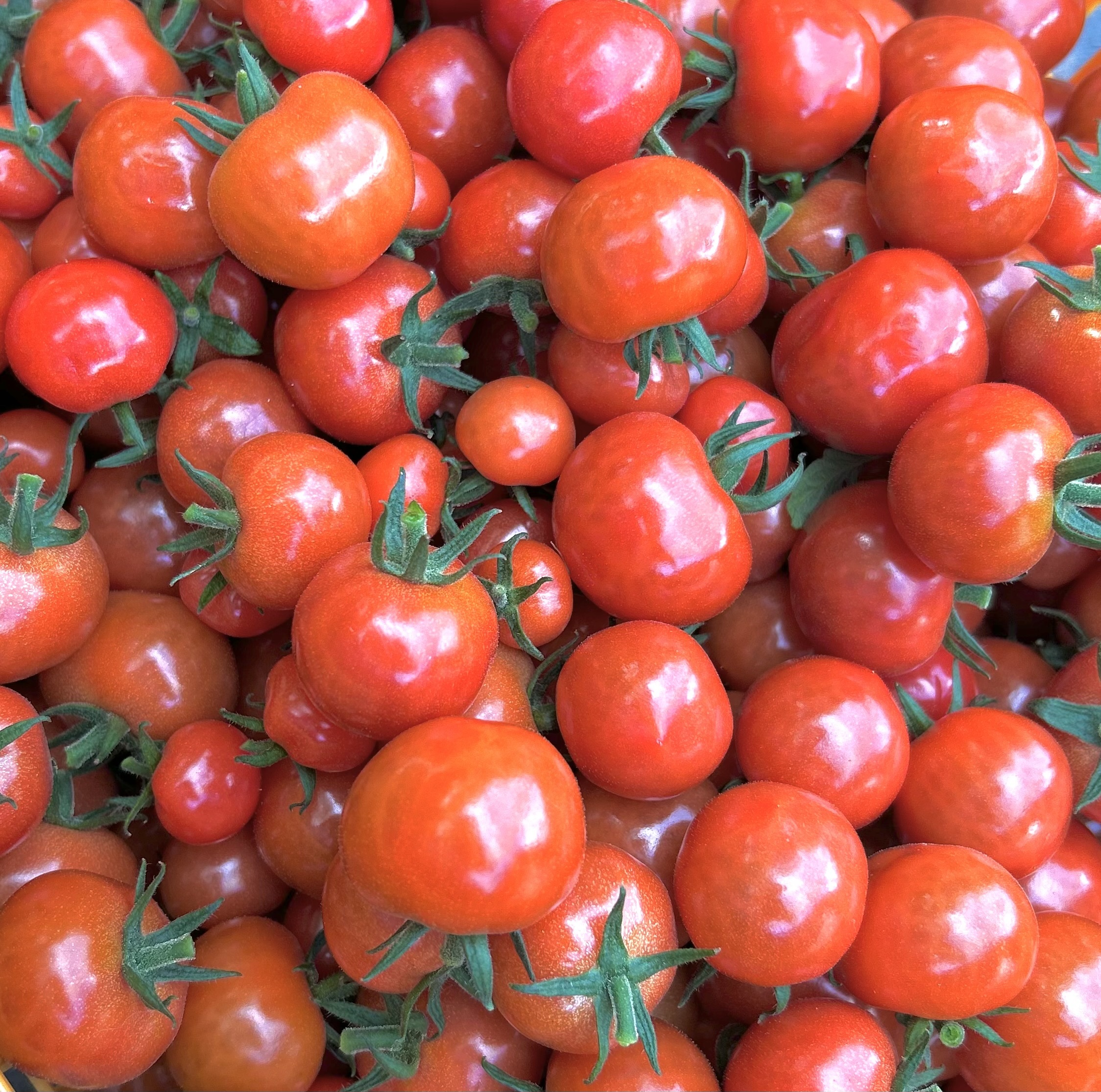 putitomato発送時間かかること有② d_tomato17_04.jpg