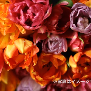 2026年2月　収穫後順次発送　八重咲きミックスチューリップ切り花10本×2品