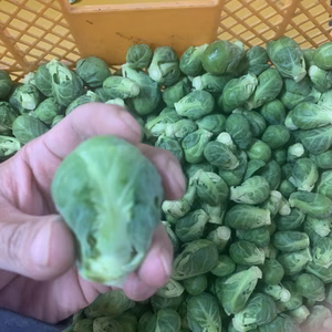 甘味たっぷり静岡芽キャベツ