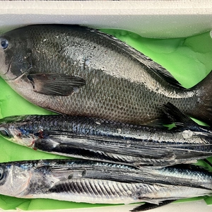 【本日発送】朝獲れ”鮮魚2種（1.5kg）　